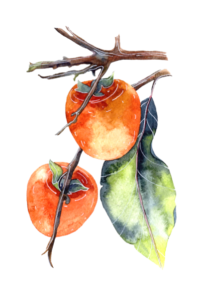 kisspng-persimmon-watercolor-painting-poster-illustration-watercolor-hanging-in-the-branches-of-a-persimmon-5a94938abab219.5581632315196865387647