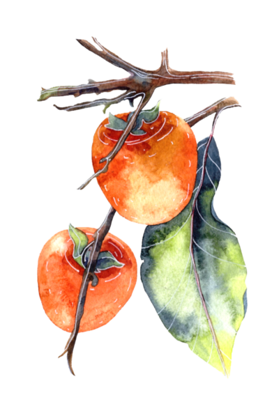 kisspng-persimmon-watercolor-painting-poster-illustration-watercolor-hanging-in-the-branches-of-a-persimmon-5a94938abab219.5581632315196865387647